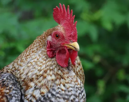 Eindelijk weer kippen op kleindierenshow Pels en Pluim