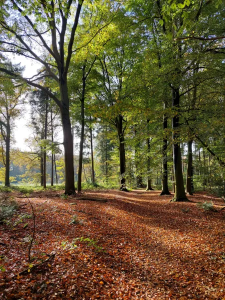 Wandelen door de mooie omgeving van Almen